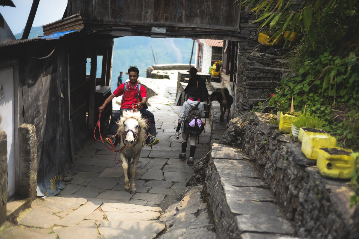 Einheimischer reitet am Annapurna Circuit Trail