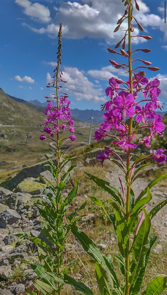 Blumen am Gotthardpass